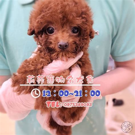 買小狗|莉莎寵物名犬舍